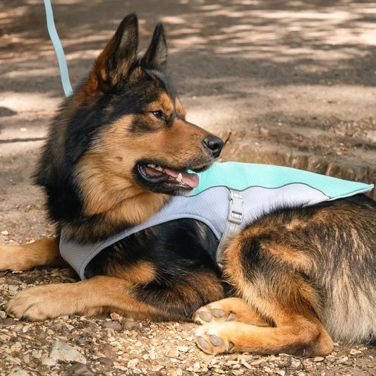 Blue Active Cool Dog Vest