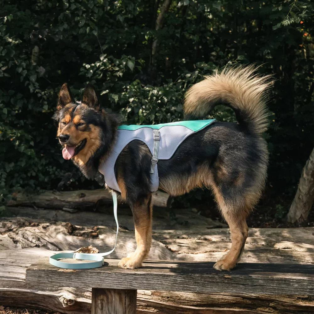 Blue Active Cool Dog Vest