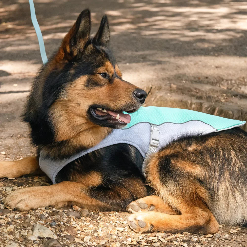Blue Active Cool Dog Vest