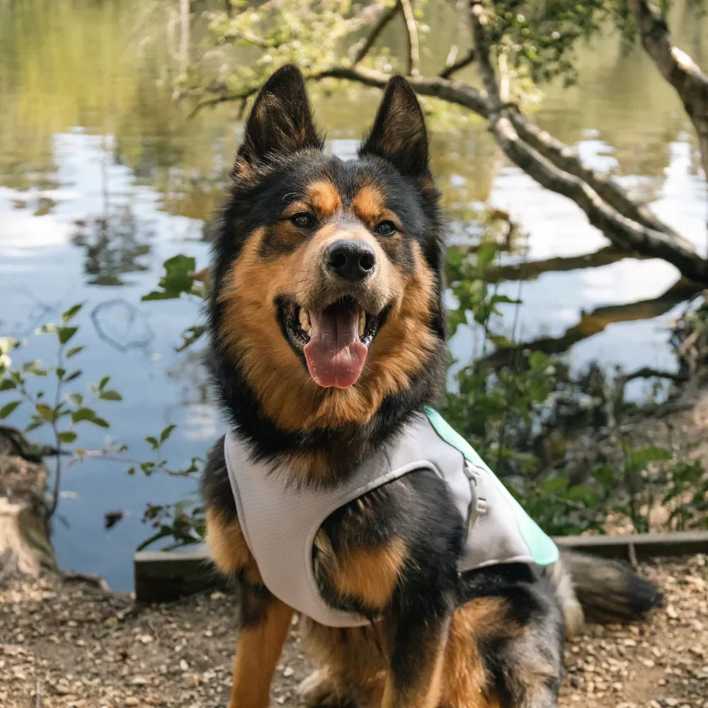 Blue Active Cool Dog Vest