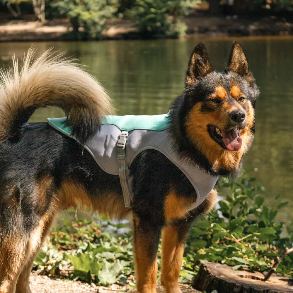 Blue Active Cool Dog Vest