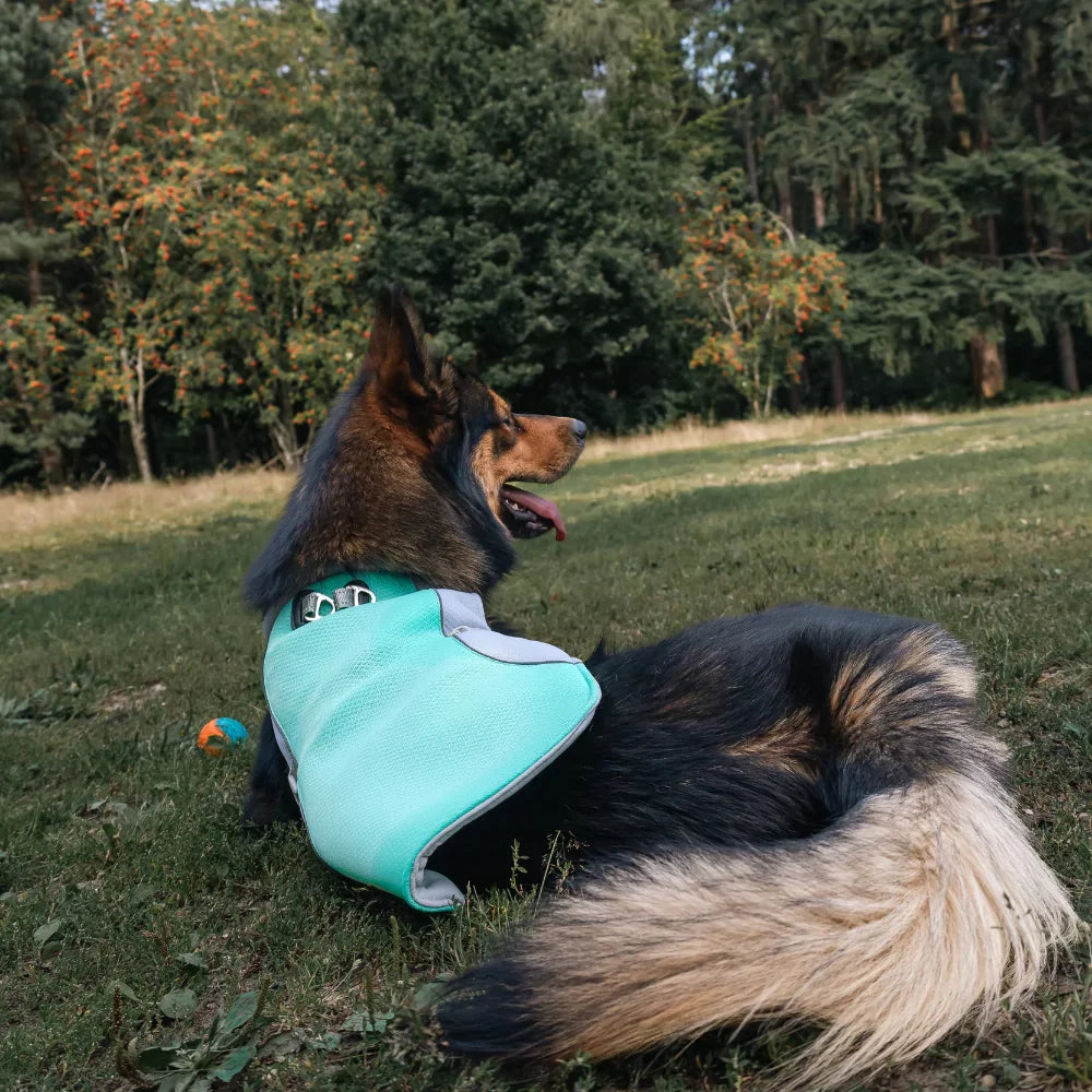 Blue Active Cool Dog Vest