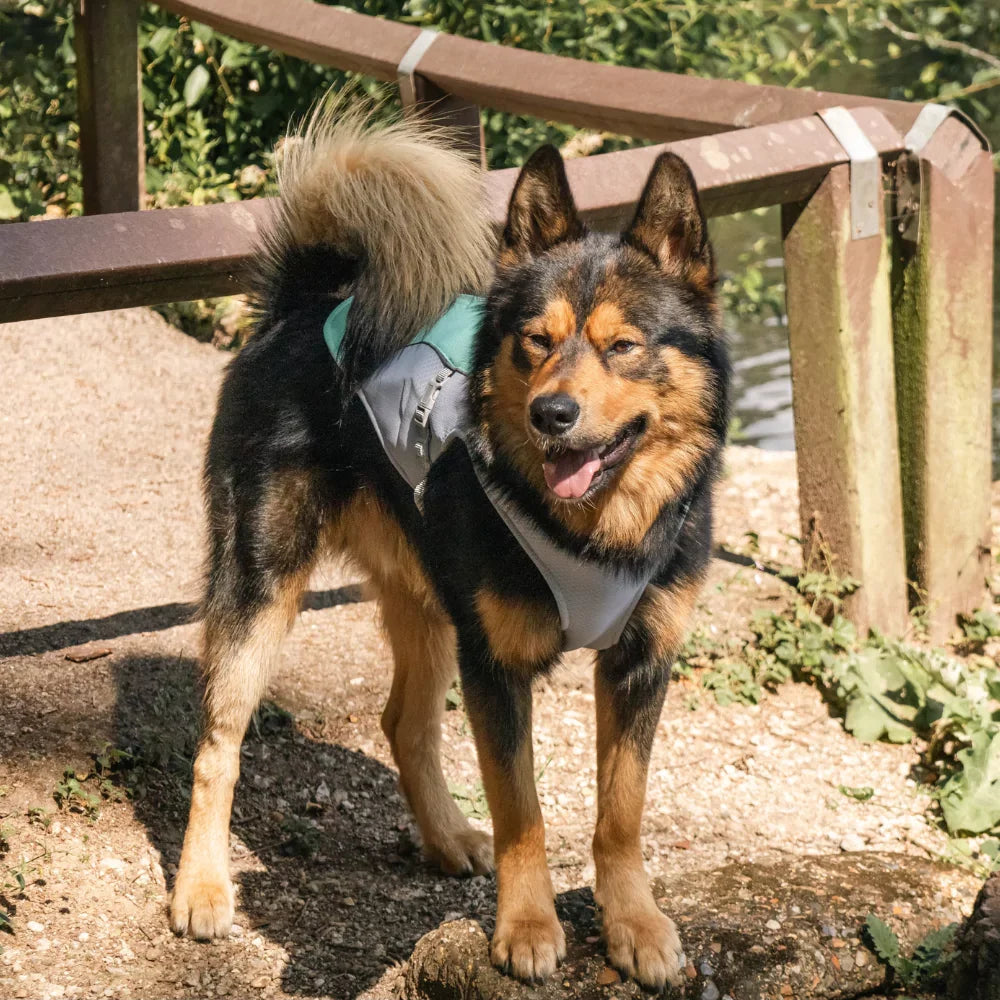 Blue Active Cool Dog Vest