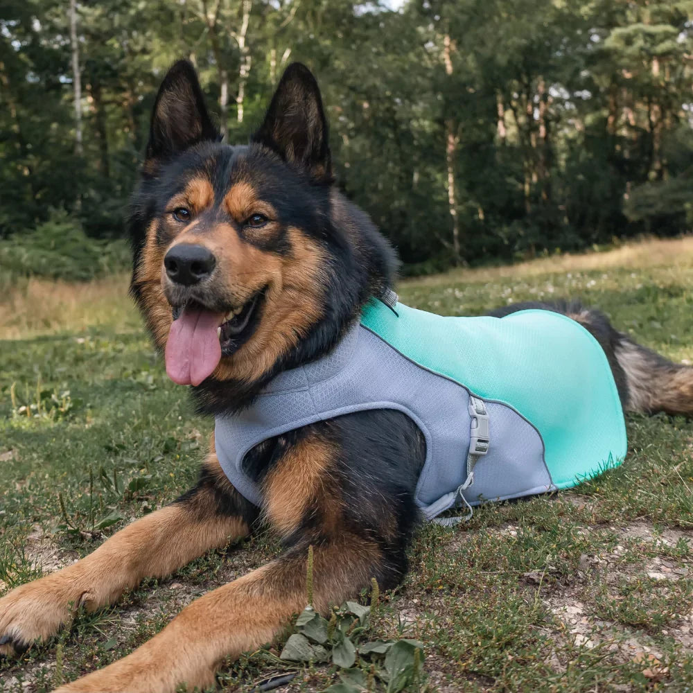 Blue Active Cool Dog Vest