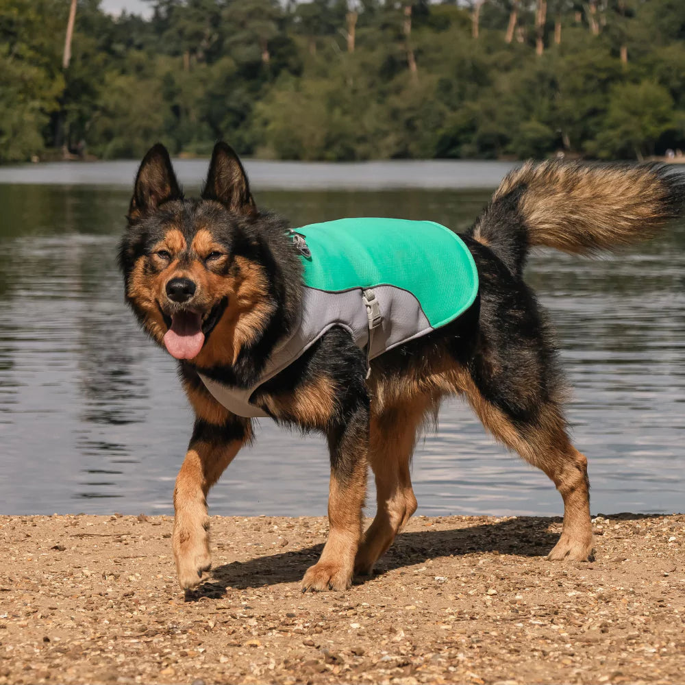 Blue Active Cool Dog Vest