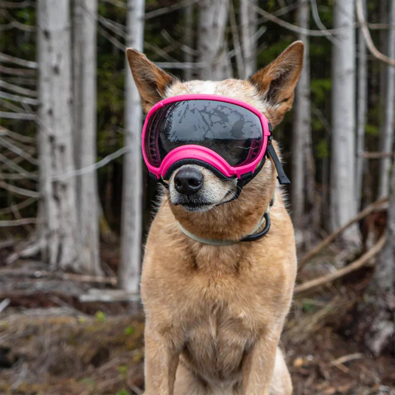 UV400 Sun and Wind Dog Goggles