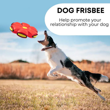 Light-Up Flying Saucer Dog Toy
