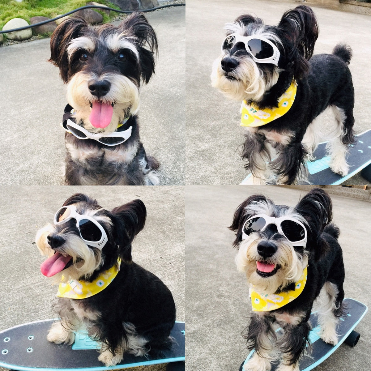 Dog Sunglasses